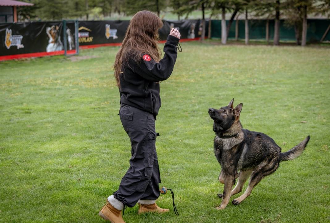 Özel eğitimli köpekler yeraltındaki su kaçaklarını tespit edecek 10